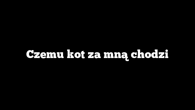 Czemu kot za mną chodzi