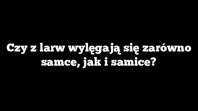 Czy z larw wylęgają się zarówno samce, jak i samice?