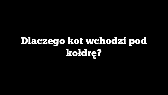 Dlaczego kot wchodzi pod kołdrę?