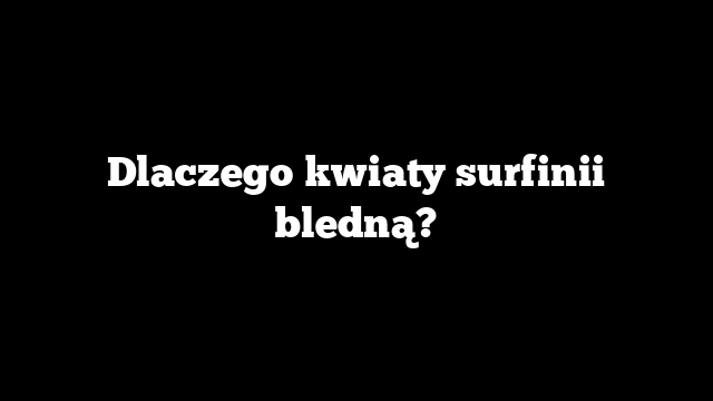 Dlaczego kwiaty surfinii bledną?