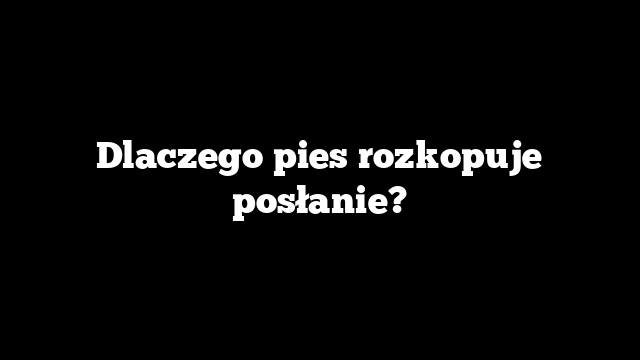 Dlaczego pies rozkopuje posłanie?