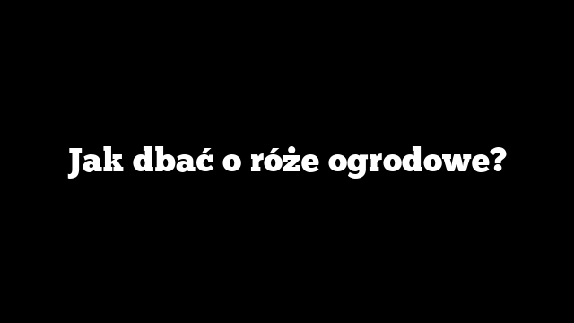 Jak dbać o róże ogrodowe?