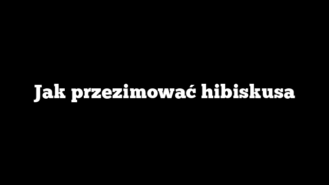 Jak przezimować hibiskusa