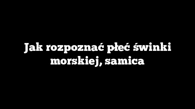 Jak rozpoznać płeć świnki morskiej, samica
