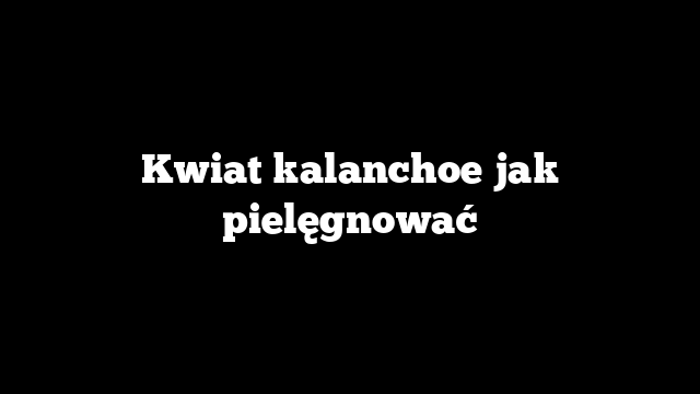 Kwiat kalanchoe jak pielęgnować